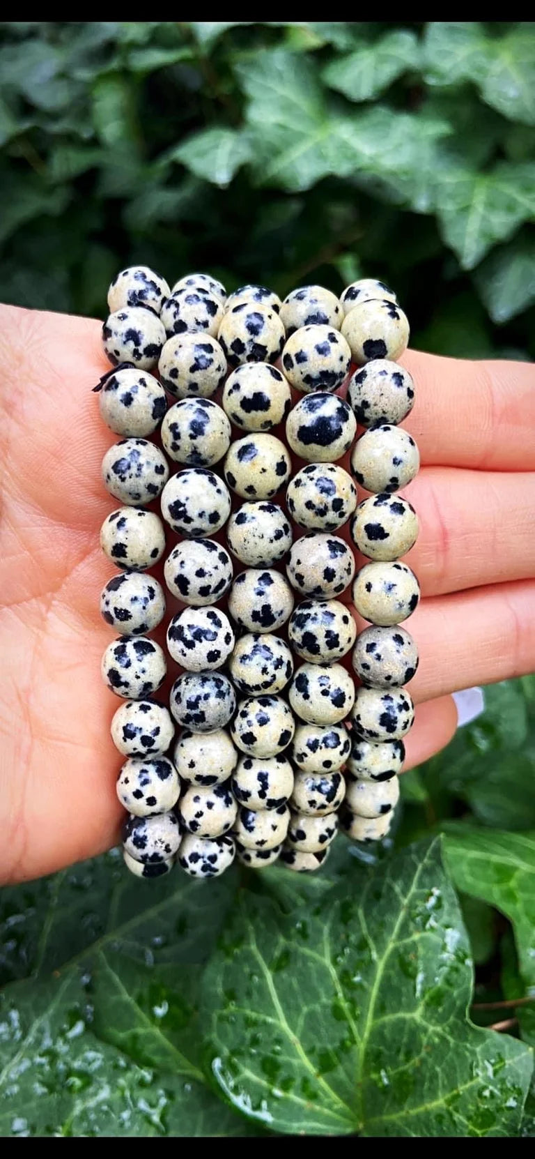 Dalmatian Jasper Bracelets 8mm